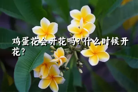 鸡蛋花会开花吗？什么时候开花？