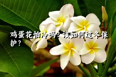 鸡蛋花怕冷吗？该如何过冬保护？