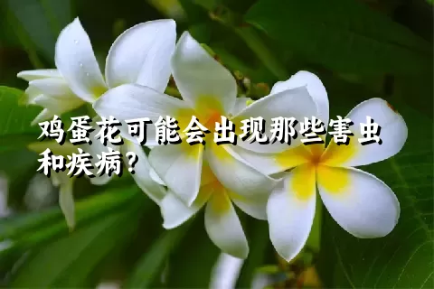 鸡蛋花可能会出现那些害虫和疾病？