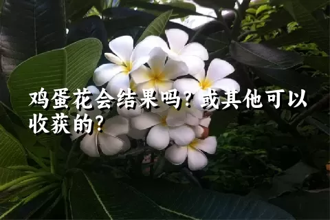 鸡蛋花会结果吗？或其他可以收获的？