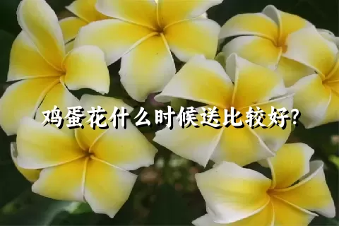 鸡蛋花什么时候送比较好？