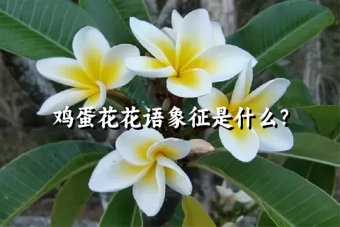 鸡蛋花花语象征是什么？