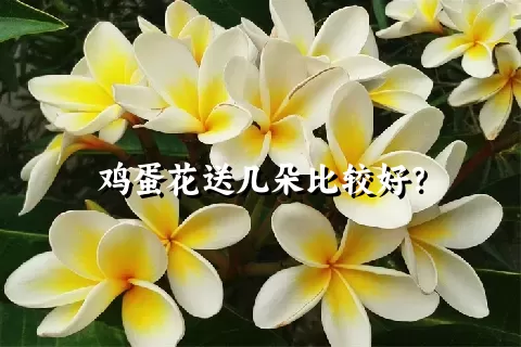 鸡蛋花送几朵比较好？