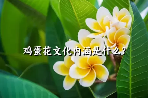 鸡蛋花文化内涵是什么？