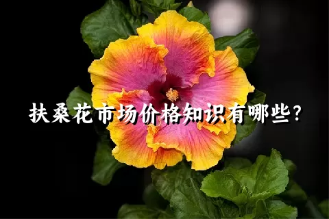 扶桑花市场价格知识有哪些？