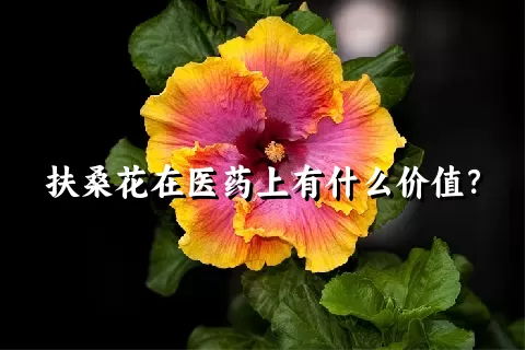 扶桑花在医药上有什么价值？