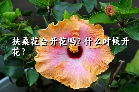 扶桑花会开花吗？什么时候开花？