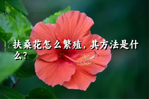 扶桑花怎么繁殖，其方法是什么？