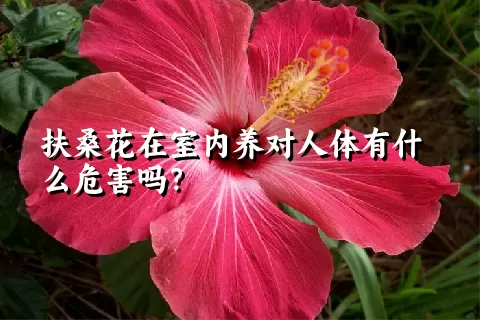 扶桑花在室内养对人体有什么危害吗？