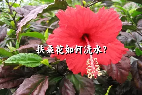 扶桑花如何浇水？