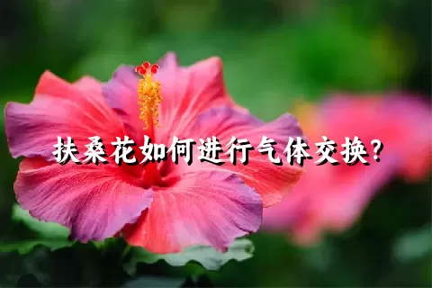 扶桑花如何进行气体交换？