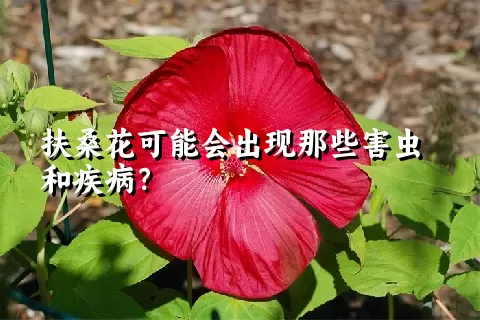 扶桑花可能会出现那些害虫和疾病？