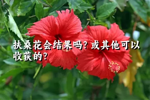 扶桑花会结果吗？或其他可以收获的？