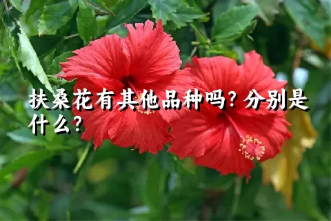 扶桑花有其他品种吗？分别是什么？