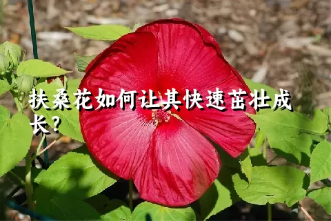 扶桑花如何让其快速茁壮成长？