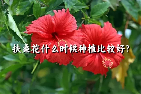 扶桑花什么时候种植比较好？