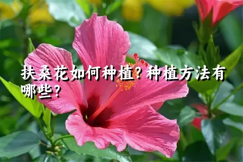 扶桑花如何种植？种植方法有哪些？