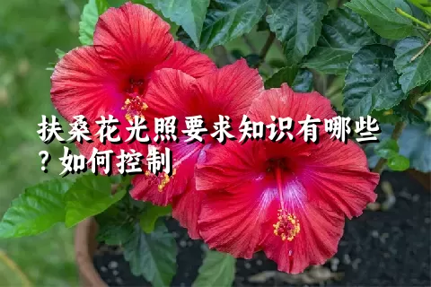 扶桑花光照要求知识有哪些？如何控制