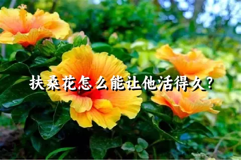 扶桑花怎么能让他活得久？