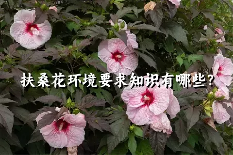 扶桑花环境要求知识有哪些？