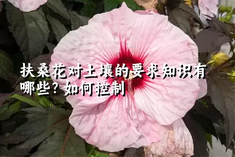 扶桑花对土壤的要求知识有哪些？如何控制