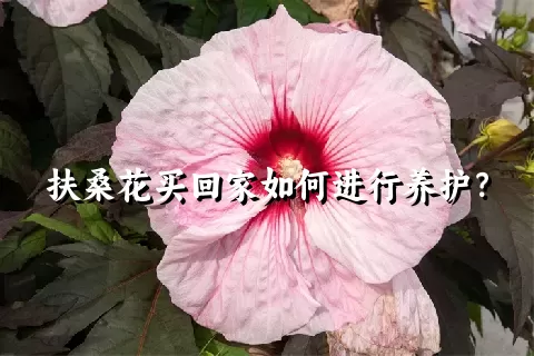 扶桑花买回家如何进行养护？