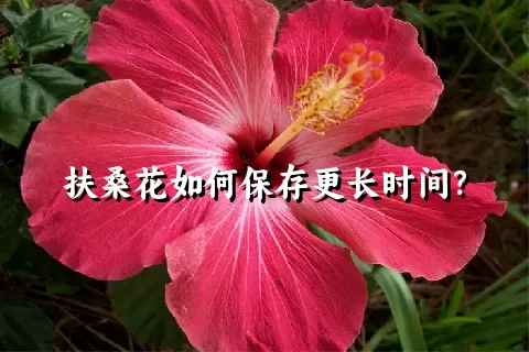 扶桑花如何保存更长时间？