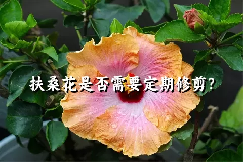 扶桑花是否需要定期修剪？