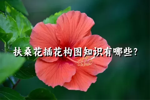 扶桑花插花构图知识有哪些？