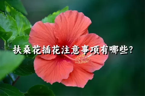 扶桑花插花注意事项有哪些？