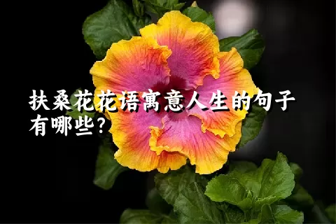 扶桑花花语寓意人生的句子有哪些？