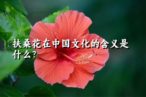 扶桑花在中国文化的含义是什么？