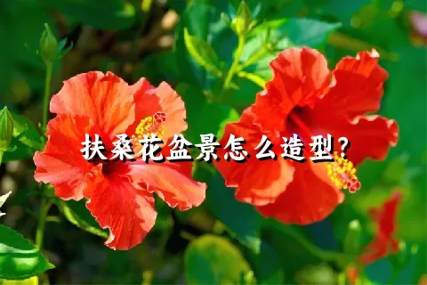 扶桑花盆景怎么造型？