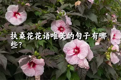 扶桑花花语唯美的句子有哪些？