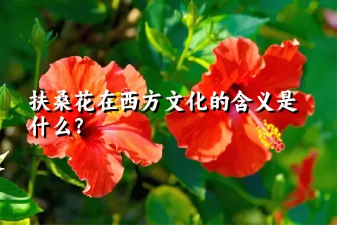 扶桑花在西方文化的含义是什么？