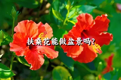 扶桑花能做盆景吗？