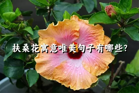 扶桑花寓意唯美句子有哪些？