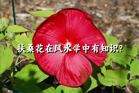 扶桑花在风水学中有知识？