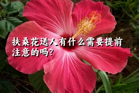 扶桑花送人有什么需要提前注意的吗？