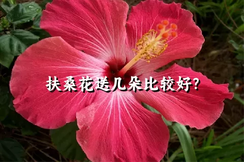 扶桑花送几朵比较好？