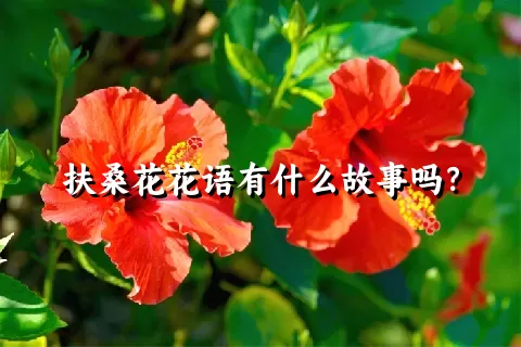 扶桑花花语有什么故事吗？