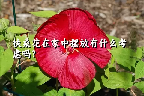 扶桑花在家中摆放有什么考虑吗？