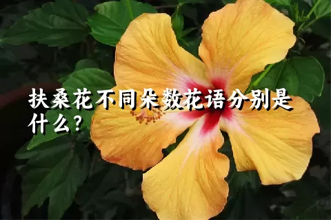 扶桑花不同朵数花语分别是什么？