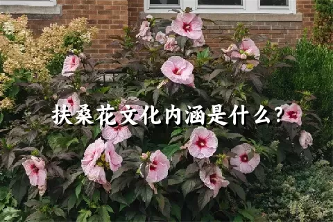 扶桑花文化内涵是什么？