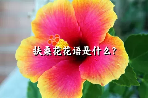 扶桑花花语是什么？