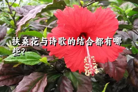 扶桑花与诗歌的结合都有哪些？