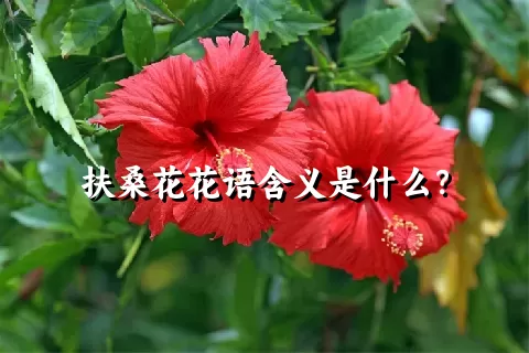 扶桑花花语含义是什么？