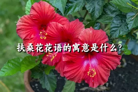 扶桑花花语的寓意是什么？