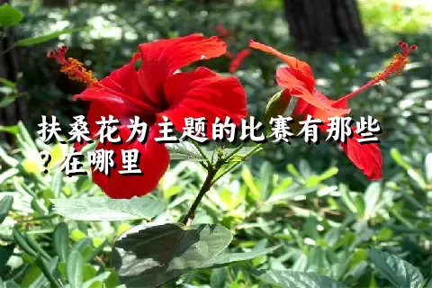 扶桑花为主题的比赛有那些？在哪里