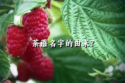 荼蘼名字的由来？